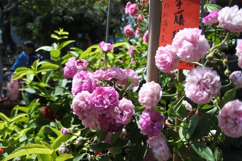勞工公園假日花市