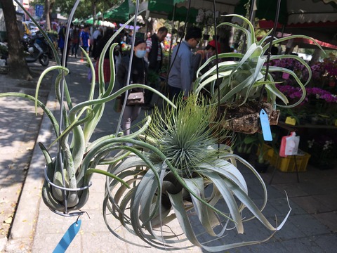 勞工公園假日花市