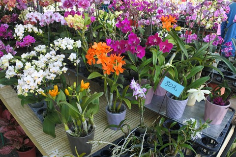勞工公園假日花市