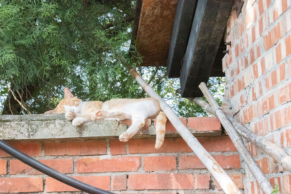 北埔老街には、至る所に猫がいました