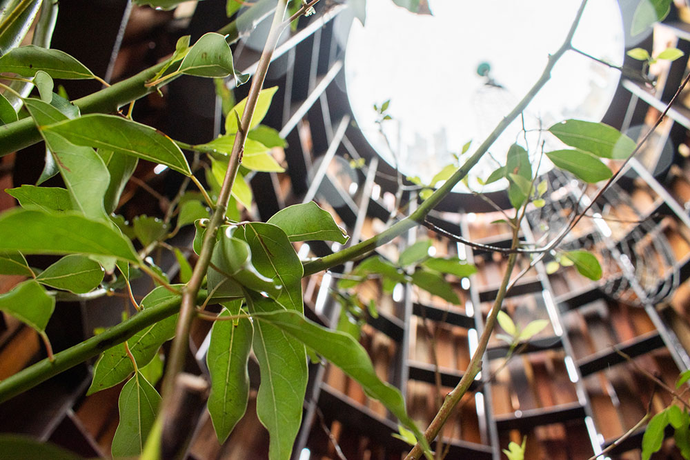 中に植えられている樟脳の木